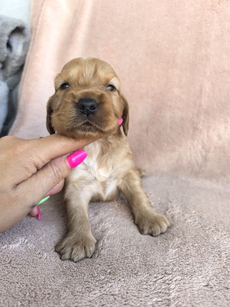 Śliczny szczeniak cocker spaniel