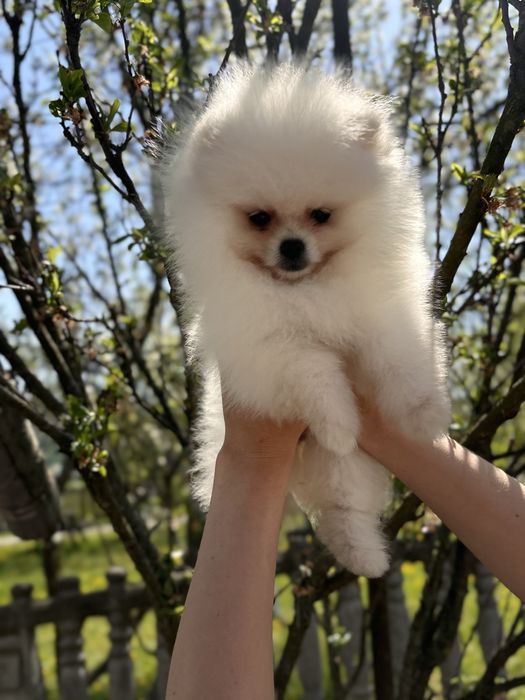 шикарна дівчинка шоу класу