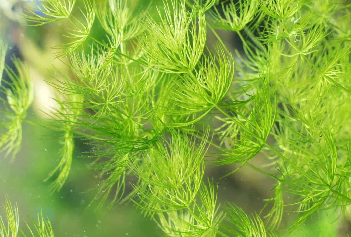 15 espécies de plantas aquáticas (faço envios)