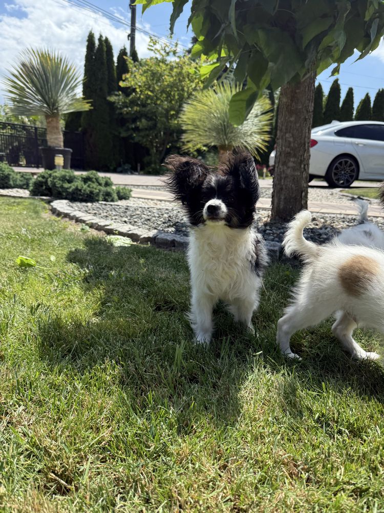 Papillon szczeniak piesek - spaniel kontynentalny miniaturowy