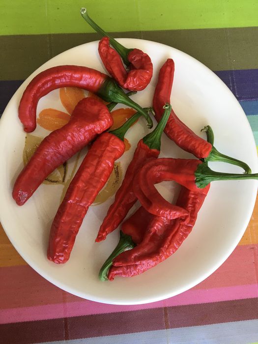 Sementes de Aji pinga de perro