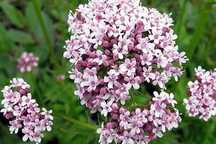 vendo 400 sementes de valeriana