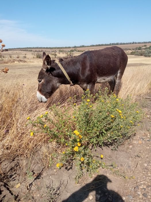 Продам ослика возрост 5 лет ручной