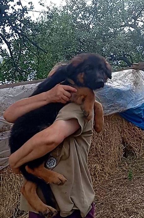 Элитный роскошный щенок .