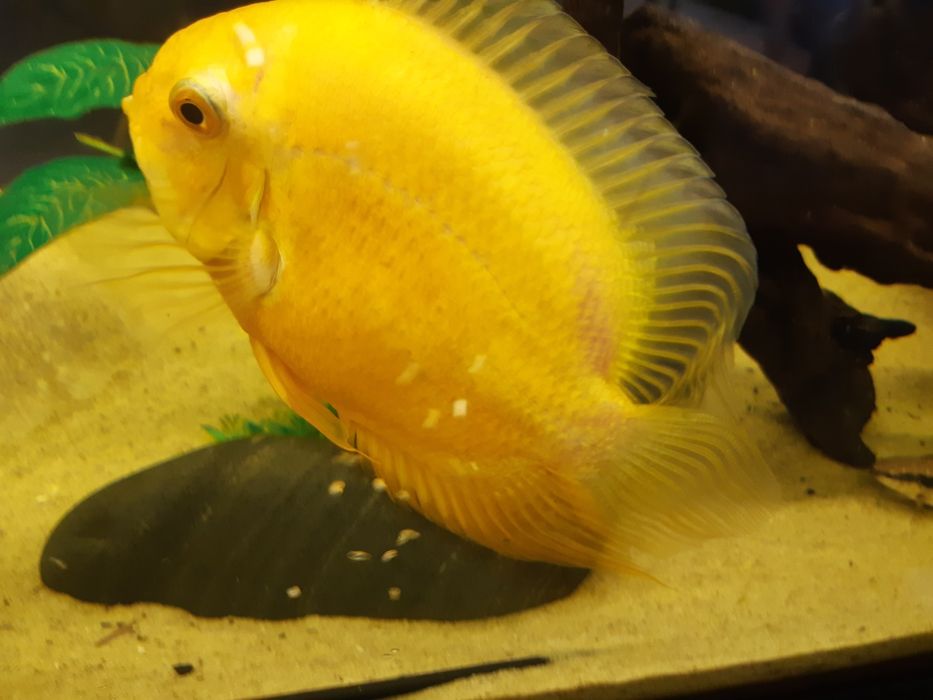 Pielęgnica severum gold