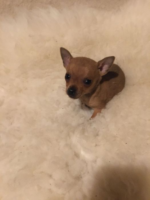 Pinczerek miniaturowy