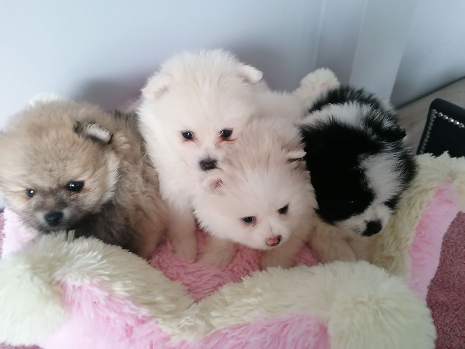 Szpic miniaturowy suczka