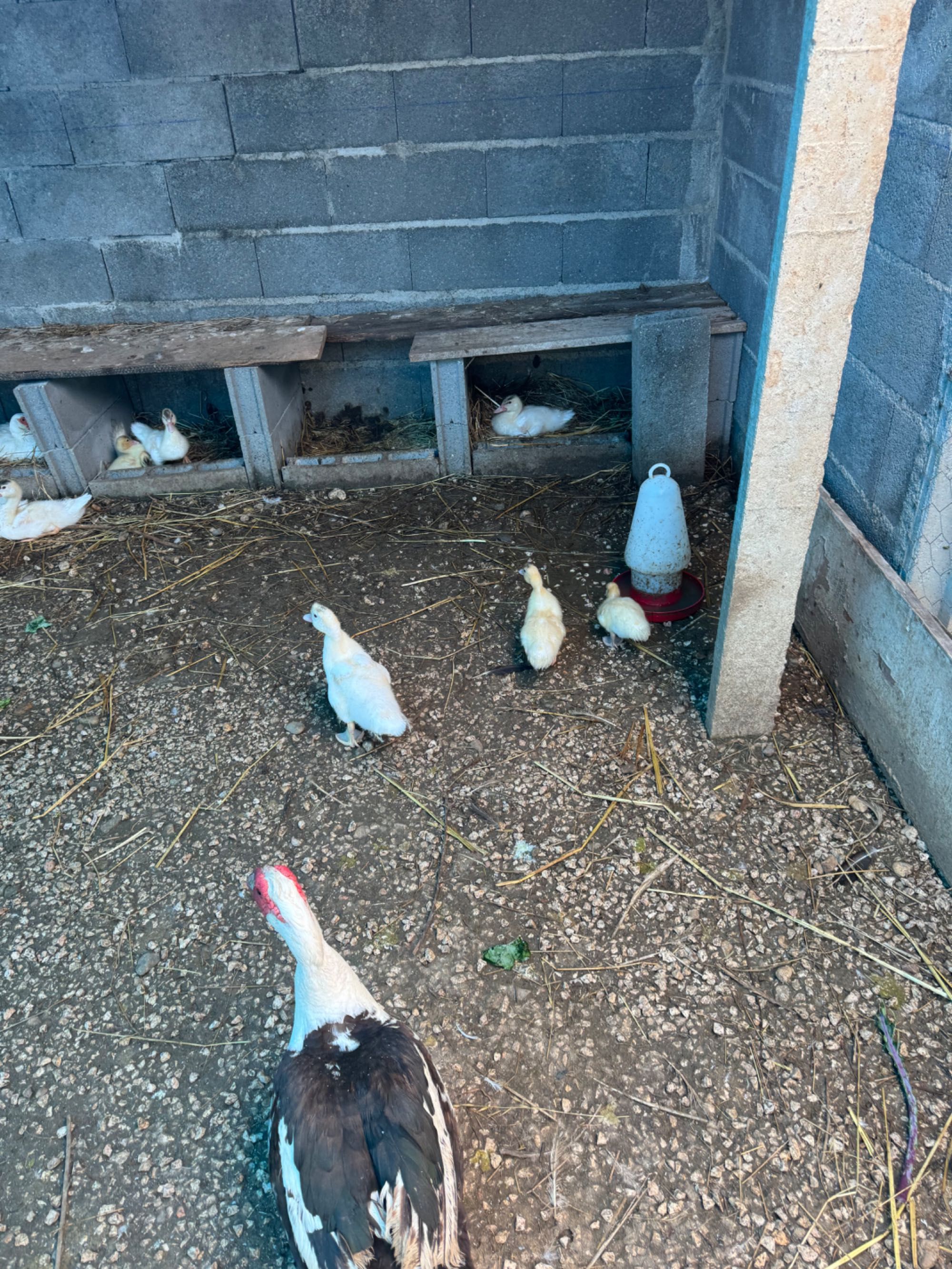 Vendo patos para reprodução ou para comer