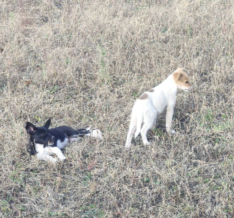 Щенки, чистокровные дворяне. Безкоштовно