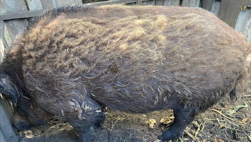 Продам хряка венгерская мангалица