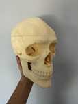 Czaszka model anatomiczny