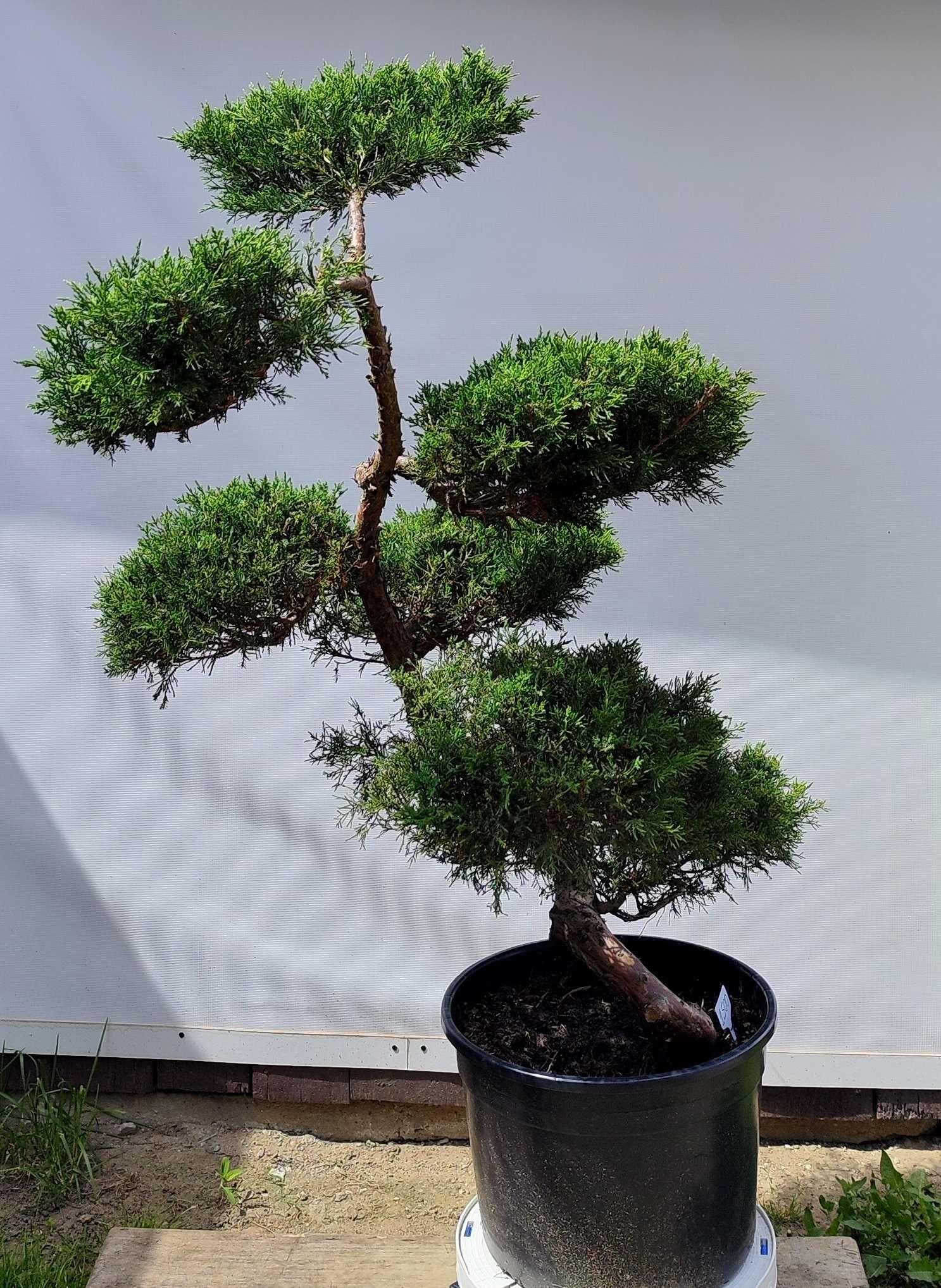 Bonsai Niwaki Jałowiec Wilhelm Pfitzer
