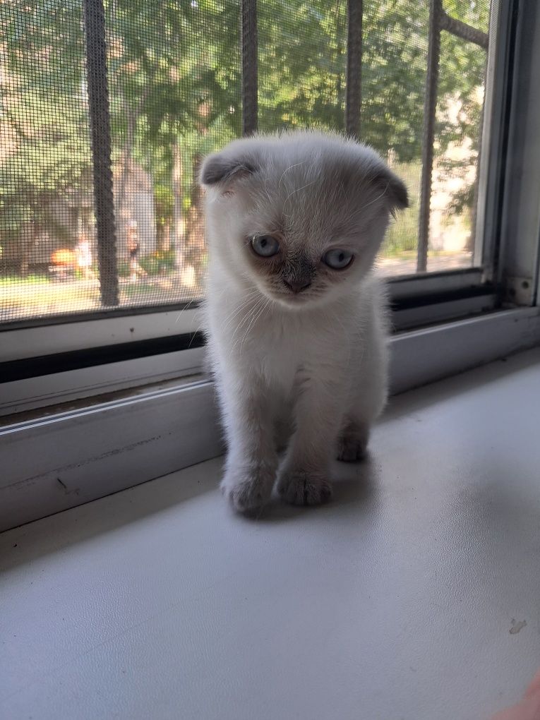 Шотландские котята.Котята.Породистые котята