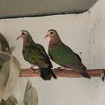 Casal Rola-esmeralda (Chalcophaps indica)
