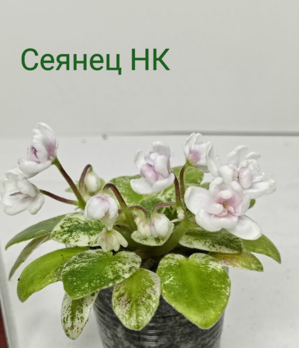 Продам фіалки сортові