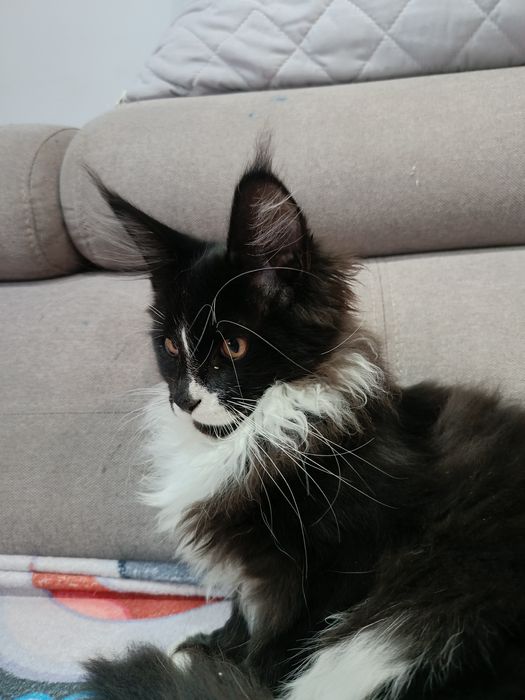 Kocur Maine Coon do hodowli