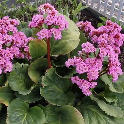 Саженцы Бадана,Хосты,Мелиссы