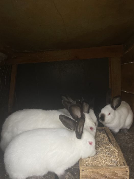 Продам кролі Полтавське срібло та Каліфорнійської породи