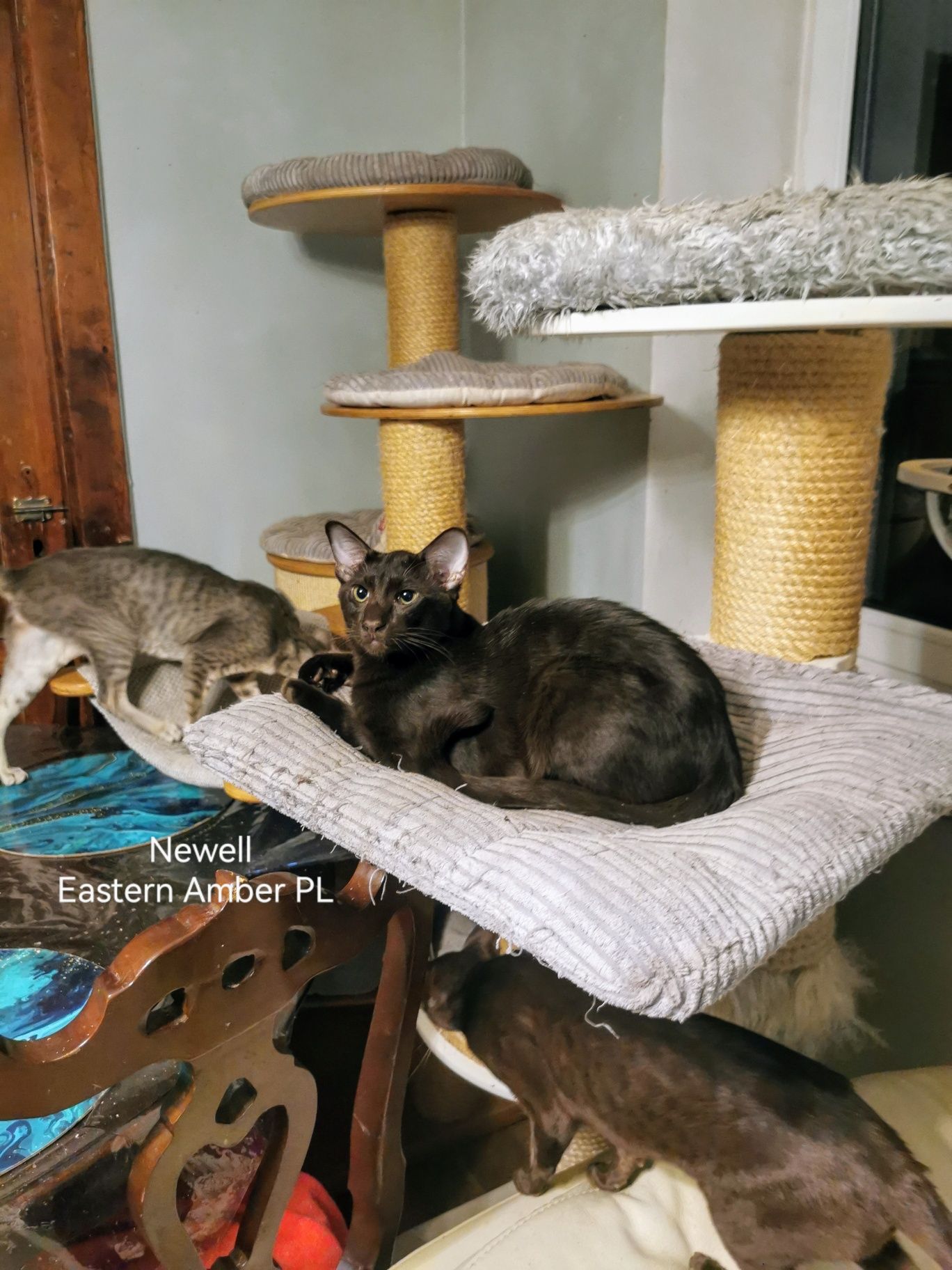 Peterbald orientalny kocurek gotowy do zmiany domku