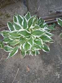 Hosta,funkia albomarginata