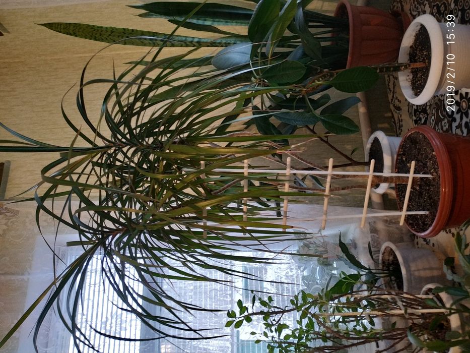 Продам Большую Декоративную Драцену