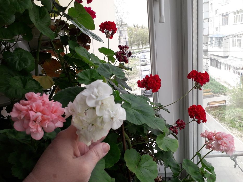 Пеларгония махровая герань