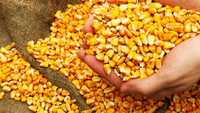 Продам зерно кукурудзи 10 тон