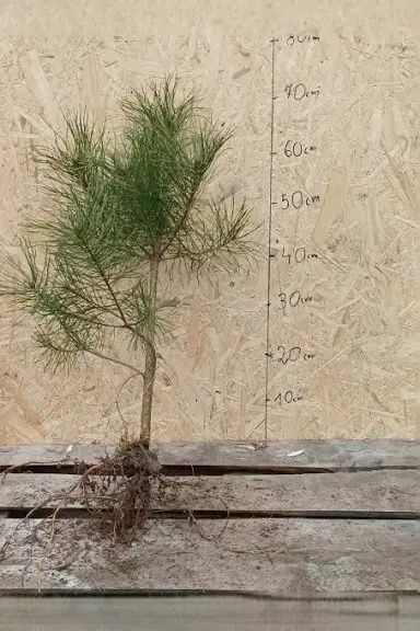 Sadsadzonki sosny różne wysokości