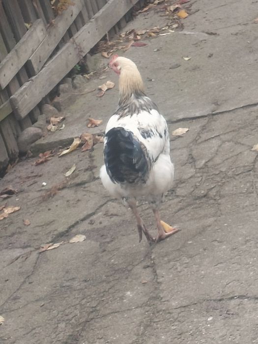 Sprzedam koguty młode