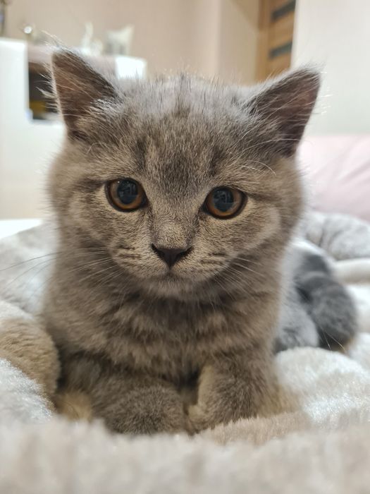 Kocięta Brytyjskie krótkowłose, British Shorthair