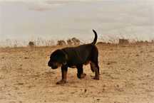 Rottweiler szczeniak pies