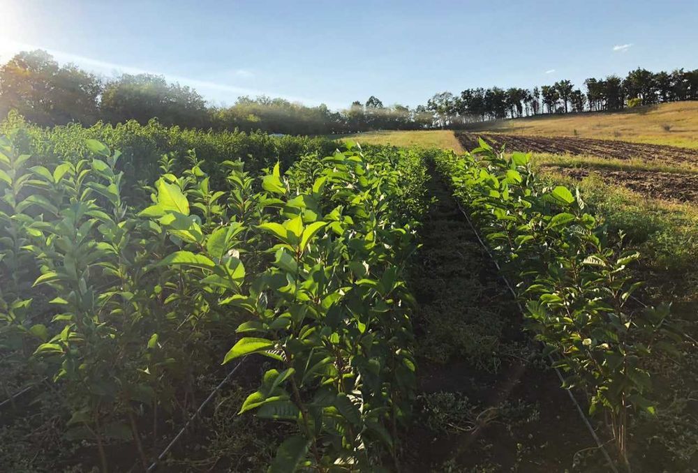 Саженцы плодовых Персик, Груши,Яблони, Нектарин, Абрикос, Колоновидные