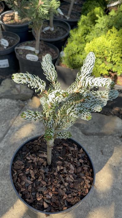 Хвойні рослини,туя,тис,ялівець,сосна,ялина.Догляд ,корекція,формування