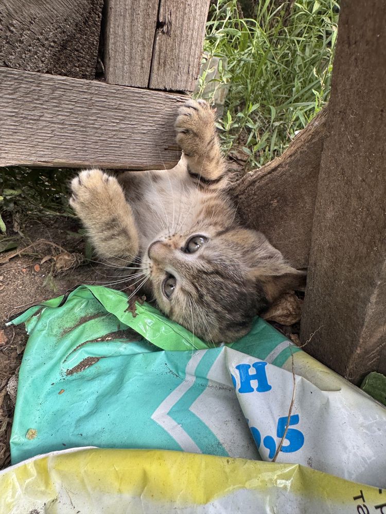 Кошечка ищет новый дом