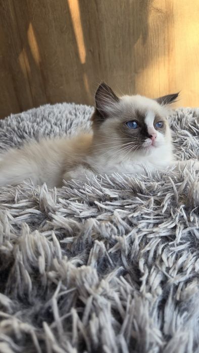 Ragdoll kocurek bicolour z rodowodem