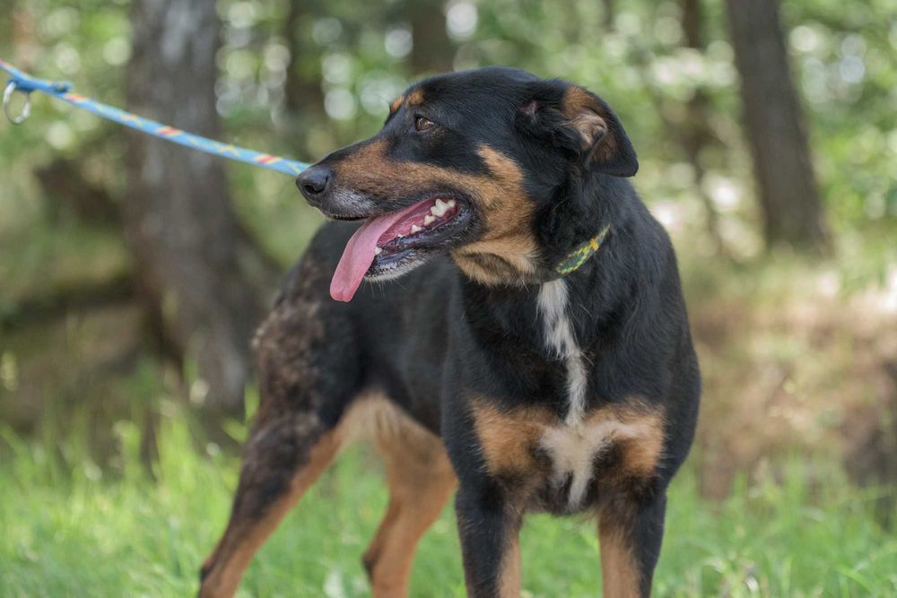Cudna Ida - wspaniała sunia dla rodziny do adopcji