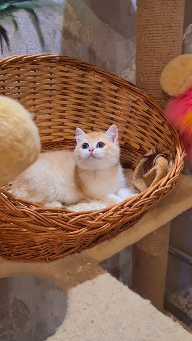 В дорогом редком окрасе ny12