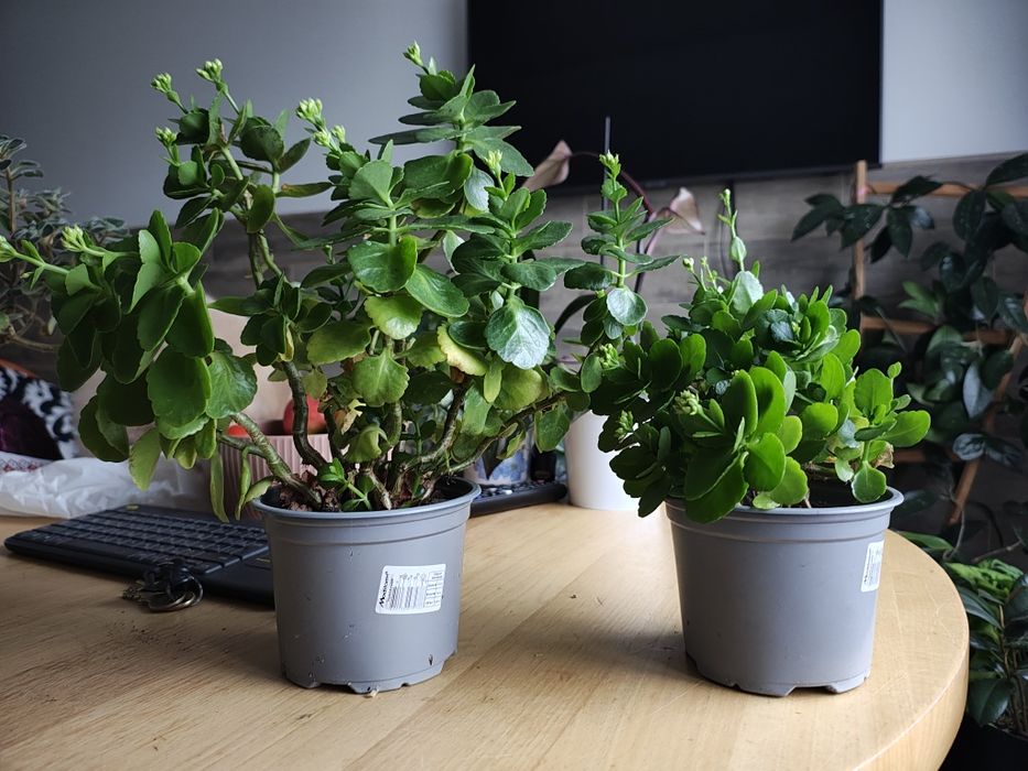 Каланхое, аденіум, аіхризон