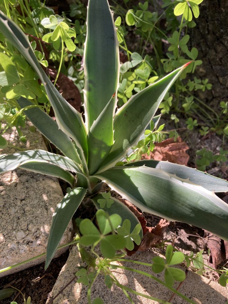 Agaves pequenos Suculenta