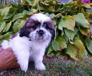 Piesek  shih-tzu