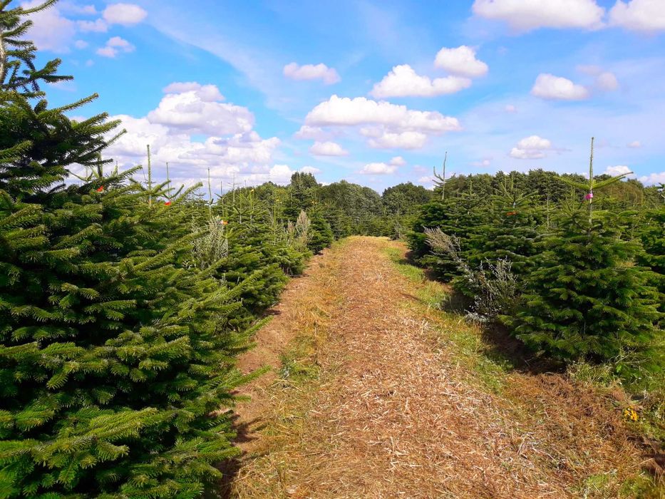 Jodła Kaukaska Cięta 150-500 cm/ w donicy - TuChoinki.pl