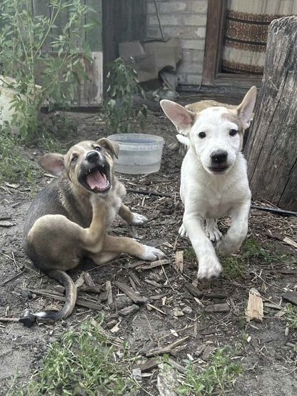 Лінія фронту поруч! Врятуйте хоч по одному, благаю