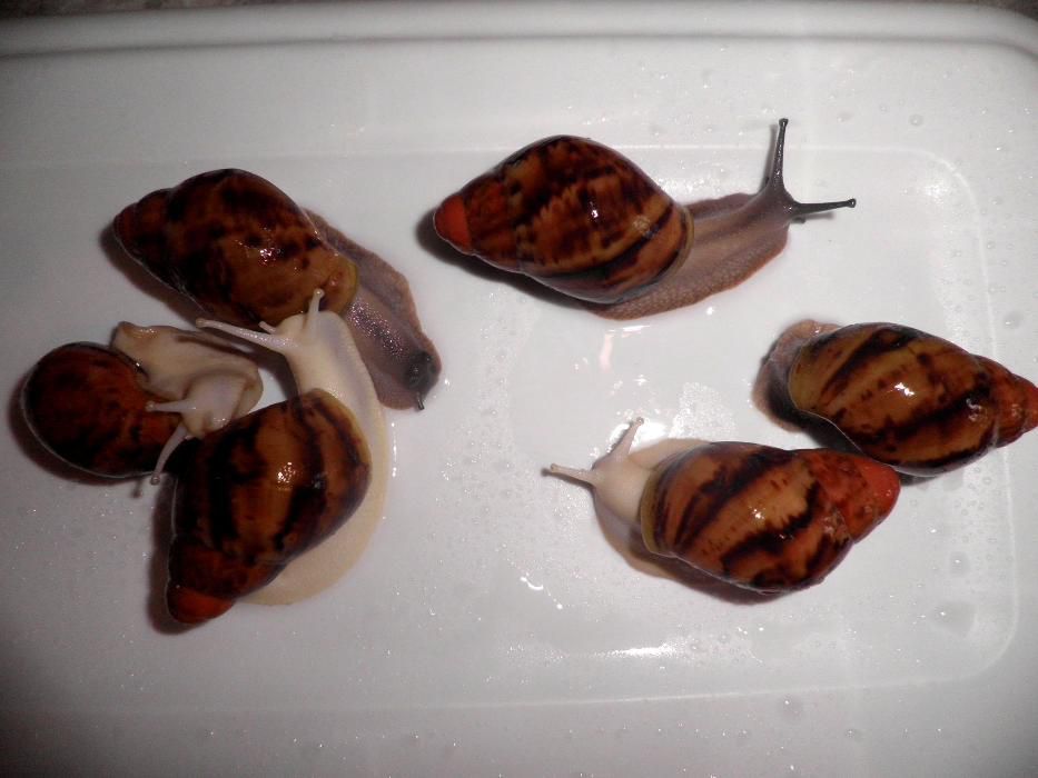 Улитки Архахатины Маргината вар.Сутуралис.