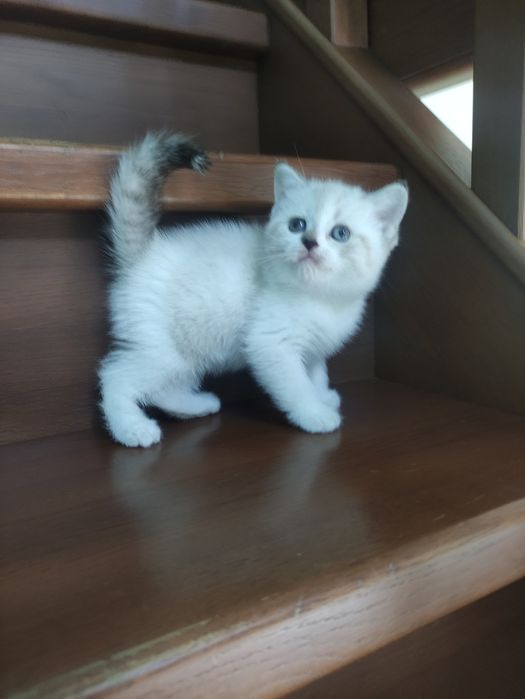 Породные шотландские котята,не вЕслоухие,а действительно вИслоухие!