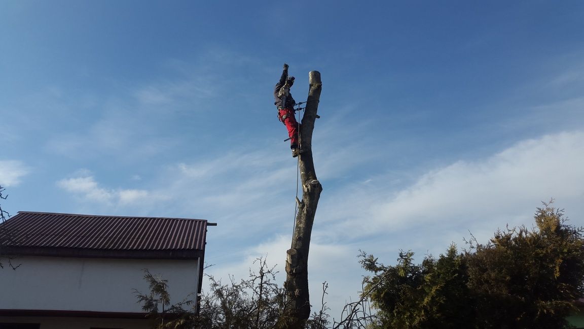 Wycinka i pielęgnacja drzew
