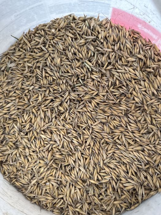 Owies, jęczmień 2025