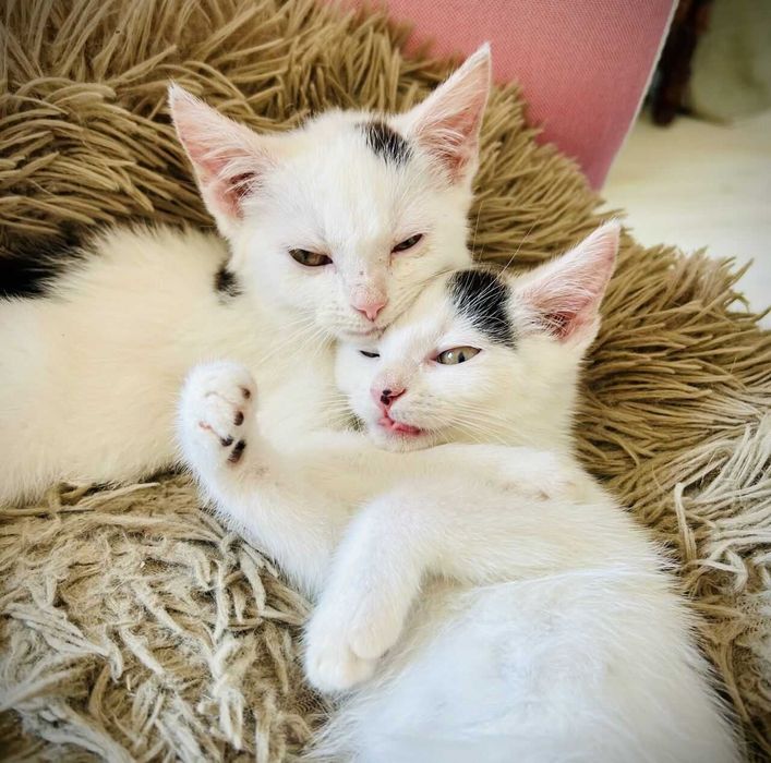 Przeurocze kocięta, Lotka i Loki do adopcji!