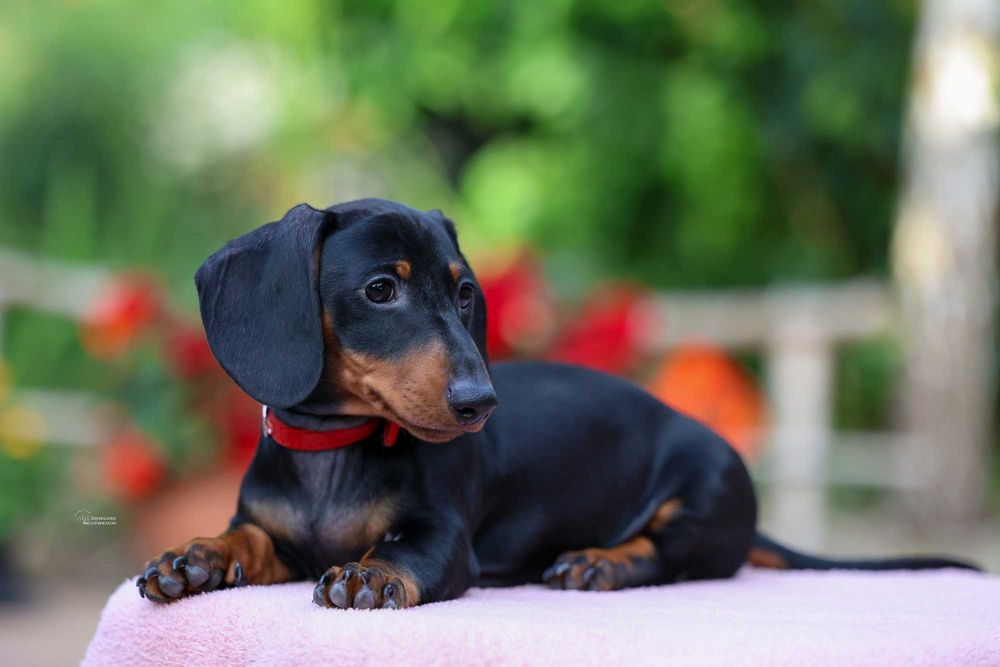 Jamnik Miniaturowy krótkowłosy piesek ZKwP FCI