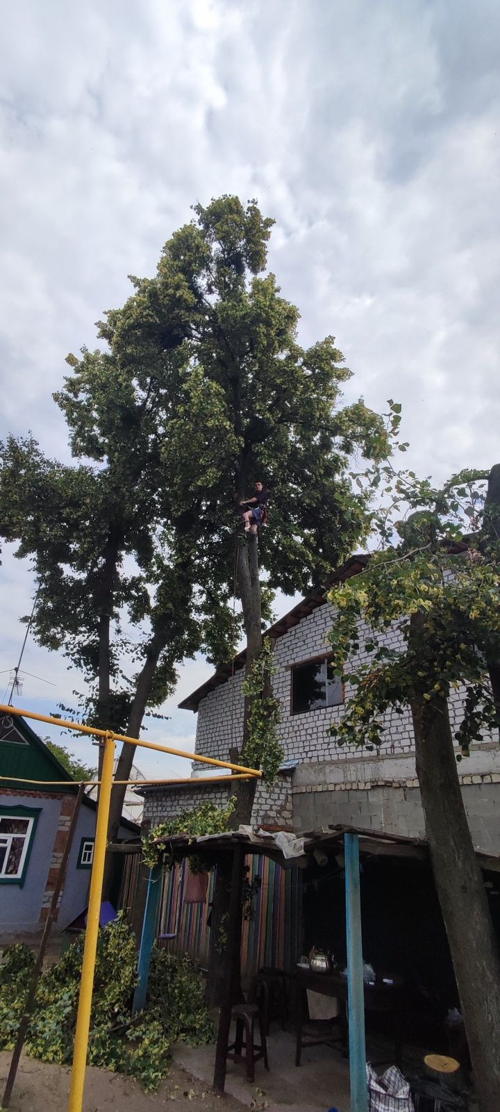 Спил деревьев, уход за садом, кронирование