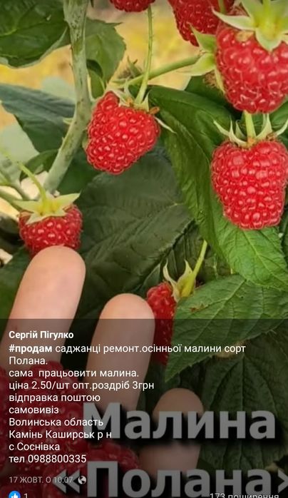 Малина осіння Полана відправка поштою